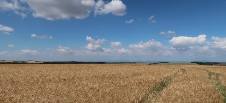 Ukrajinská pšenica v slovenských mlynoch